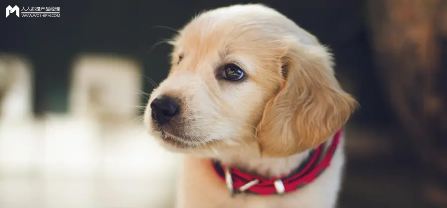 从“嗨,爹地”到现象级萌宠博主,一只“爹宝狗”如何迷倒300万年轻人? 从“嗨,爹地”到现象级萌宠博主,一只“爹宝狗”如何迷倒300万年轻人?